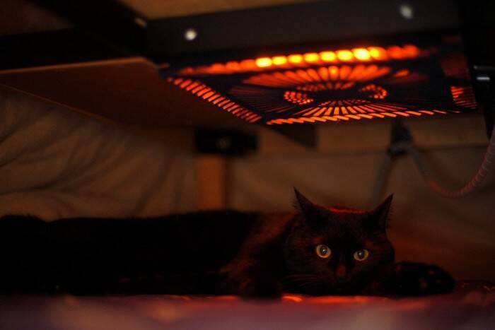 猫が『こたつ』に入りたがるときに注意すべきこと4つ　起こりうるリスクや対策のポイントも