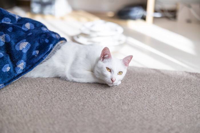 猫が『こたつ』に入りたがるときに注意すべきこと4つ　起こりうるリスクや対策のポイントも