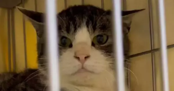 警戒心の強かった『元野良猫』→愛情を注ぐと、心を開いていって…胸が熱くなる『表情の変化』に「全然違う」「素敵すぎて泣ける」と56万再生