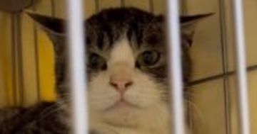 警戒心の強かった『元野良猫』→愛情を注ぐと、心を開いていって…胸が熱くなる『表情の変化』に「全然違う」「素敵すぎて泣ける」と56万再生