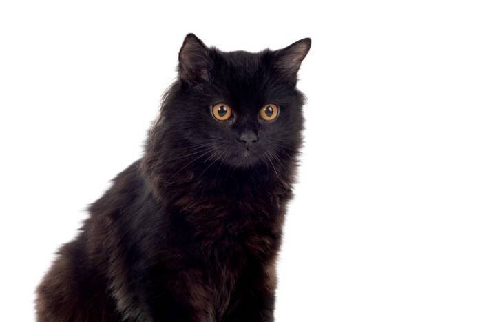 ツヤツヤな毛並みを持つ『ブラック色の猫種』4選　性格の傾向や魅力あふれる特徴をご紹介