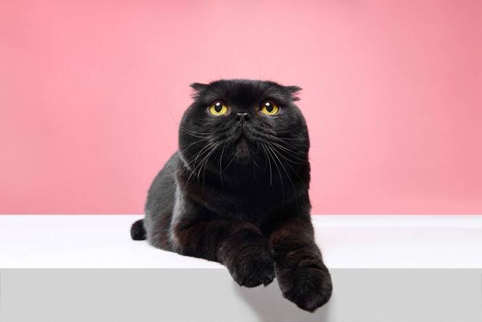 ツヤツヤな毛並みを持つ『ブラック色の猫種』4選　性格の傾向や魅力あふれる特徴をご紹介