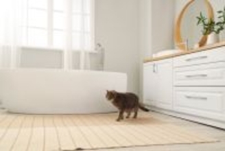 【2月22日は猫の日】猫と一緒に過ごすアイデア4つ　愛猫のためになる時間を過ごそう