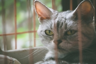 『不幸な思いをする猫』を減らすにはどうしたらいい？猫たちの命を救うためにできること5つ