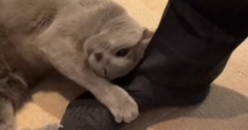 出張から帰ってきたお父さん→『女子猫』たちが集まってきて…モテモテすぎる『お出迎えの光景』に爆笑「二刀流すごいｗ」「魅惑の香りｗ」