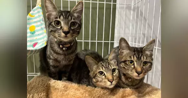 可愛らしい表情の子猫たち→『旦那が撮影』してみると……まさかの光景に18万いいね「何したのｗ」「違いがわかりやすいｗ」と大爆笑