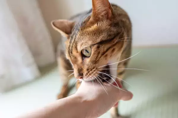 猫があなたの『手を攻撃してくる』ときの理由5選　襲いかかってくる心理や止めてもらう方法も
