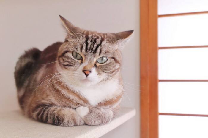 猫があなたの『手を攻撃してくる』ときの理由5選　襲いかかってくる心理や止めてもらう方法も