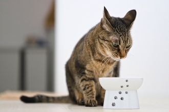 猫が出している『体調不良』のサイン4選　見分けるためのポイントから適切な対処法まで