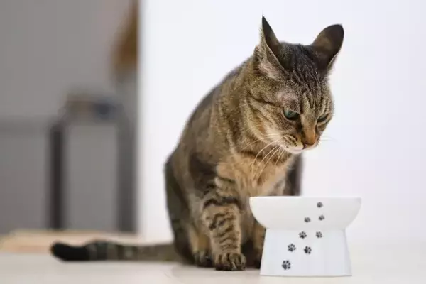 猫が出している『体調不良』のサイン4選　見分けるためのポイントから適切な対処法まで