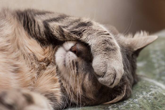 猫が出している『体調不良』のサイン4選　見分けるためのポイントから適切な対処法まで