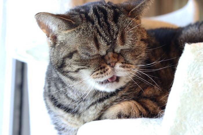 猫が出している『体調不良』のサイン4選　見分けるためのポイントから適切な対処法まで