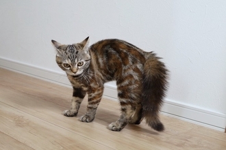 猫が『心から嫌っている人』にみせる態度や行動5選　嫌われてしまう原因や関係改善のコツ
