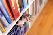 今も語り継がれる人気ぶり　ニュージーランドで有名になった「図書館猫」たち