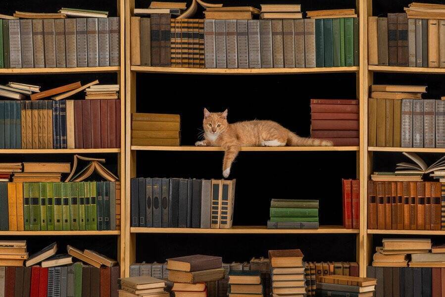今も語り継がれる人気ぶり　ニュージーランドで有名になった「図書館猫」たち