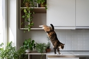 猫を初めて飼う人が『ビックリ』しやすいこと4選　理想通りにはいかない？