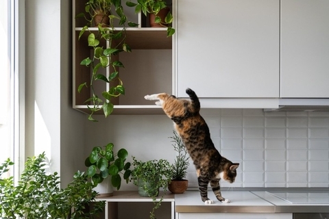 猫を初めて飼う人が『ビックリ』しやすいこと4選　理想通りにはいかない？