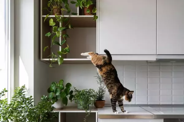 猫を初めて飼う人が『ビックリ』しやすいこと4選　理想通りにはいかない？