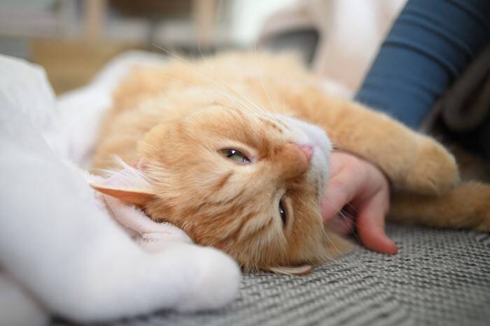 猫を初めて飼う人が『ビックリ』しやすいこと4選　理想通りにはいかない？