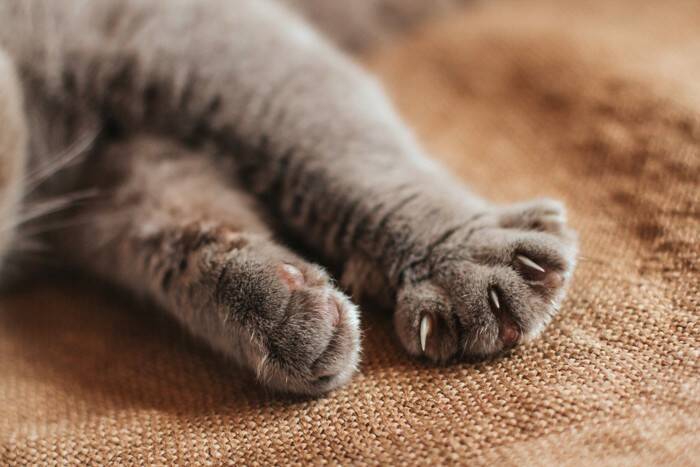 猫を初めて飼う人が『ビックリ』しやすいこと4選　理想通りにはいかない？