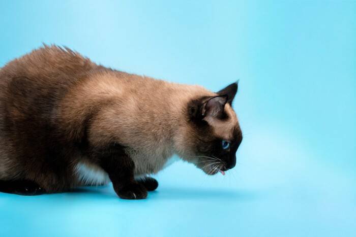 猫を初めて飼う人が『ビックリ』しやすいこと4選　理想通りにはいかない？