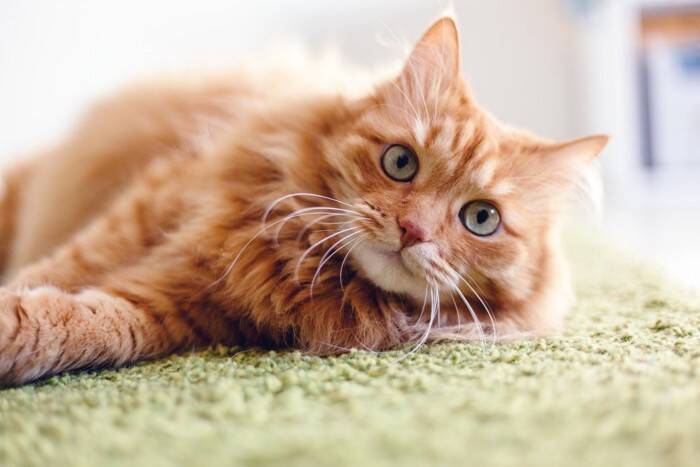 猫を初めて飼う人が『ビックリ』しやすいこと4選　理想通りにはいかない？