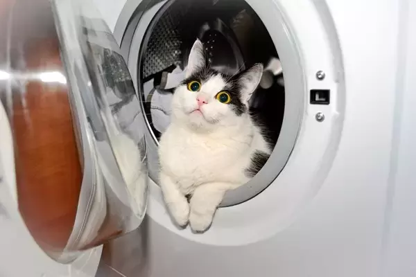 猫の命に関わる『危なすぎる場所』3選　室内でも油断できない？事故を防ぐ対策方法も