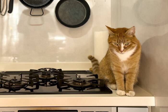 猫の命に関わる『危なすぎる場所』3選　室内でも油断できない？事故を防ぐ対策方法も