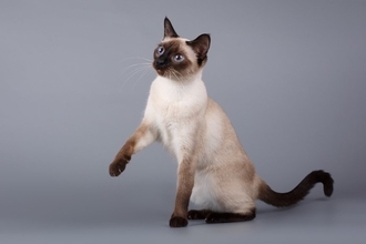 『王族』の元で飼われていた猫種3選　それぞれの特徴や選ばれた理由もご紹介