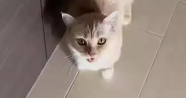 目の前でゴロンと転がろうとした猫→次の瞬間…まさかの展開と可愛すぎる表情に「顔が大好き」「初めて見るパターン」と67万表示