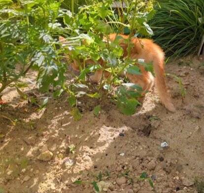 庭に現れた『ガリガリに痩せた子猫』を助けたら…”腹ペコすぎる猫”の救出劇が350万再生「これも1つの出会い」「幸せの始まり」の声