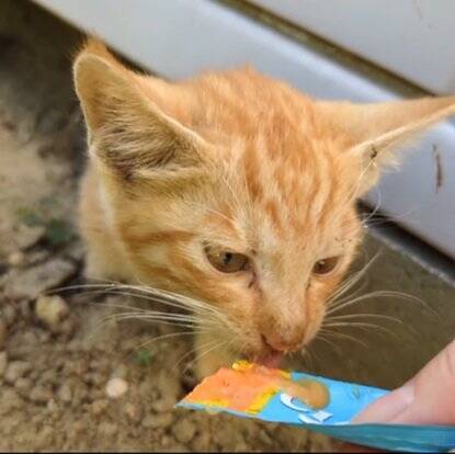 庭に現れた『ガリガリに痩せた子猫』を助けたら…”腹ペコすぎる猫”の救出劇が350万再生「これも1つの出会い」「幸せの始まり」の声