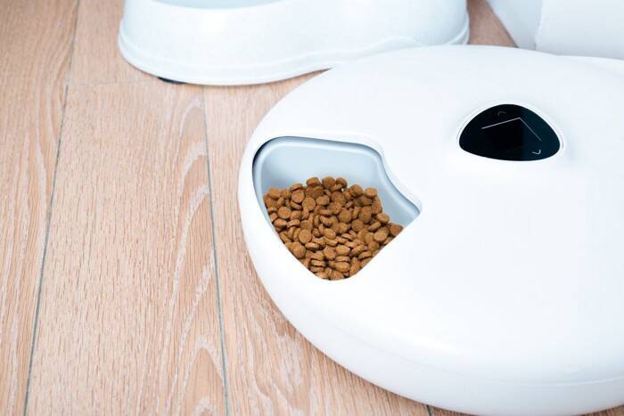 猫が『生きがい』に感じていること5選　満足のいく日々を過ごしてもらうための方法とは