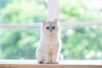 フサフサの被毛を持つ『長毛な猫種』5選　魅力あふれる特徴やケアの方法もご紹介