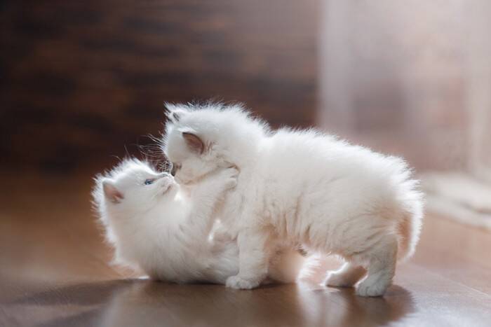 フサフサの被毛を持つ『長毛な猫種』5選　魅力あふれる特徴やケアの方法もご紹介