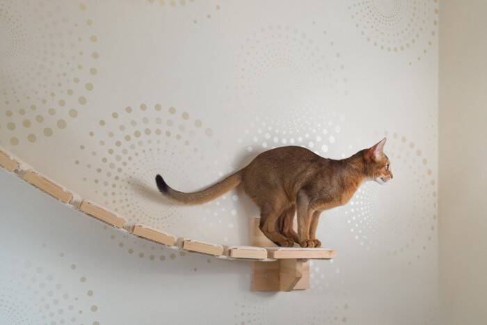 『活発で運動神経がいい』猫種ランキングTOP5　それぞれの特徴や飼うときのポイントまで