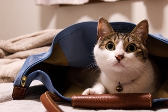 猫が飼い主の『視界を遮って座る』ときの心理3つ　わざわざ目の前に来る理由や上手な対処法