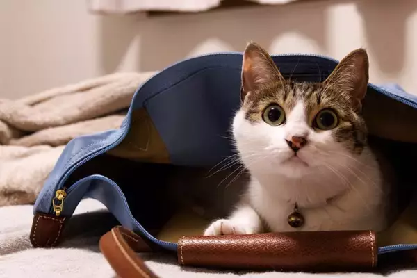 猫が飼い主の『視界を遮って座る』ときの心理3つ　わざわざ目の前に来る理由や上手な対処法