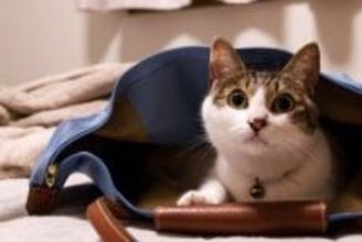 猫が飼い主の『視界を遮って座る』ときの心理3つ　わざわざ目の前に来る理由や上手な対処法