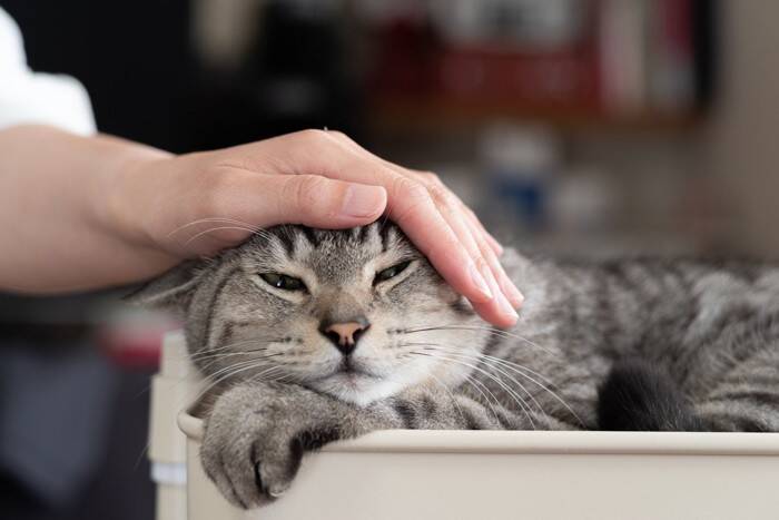 猫が飼い主の『視界を遮って座る』ときの心理3つ　わざわざ目の前に来る理由や上手な対処法