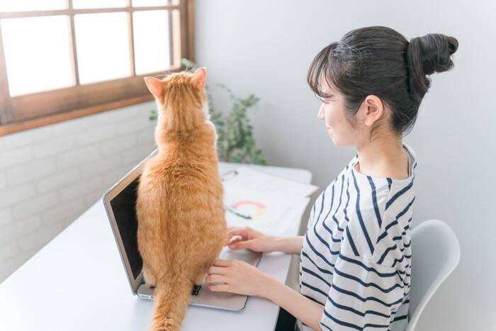 猫が飼い主の『視界を遮って座る』ときの心理3つ　わざわざ目の前に来る理由や上手な対処法