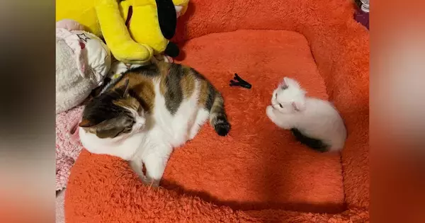先輩猫と並ぶ『とっても小さかった子猫』→３年後……まさかまさかの光景に「下剋上ｗｗ」「素晴らしい育ちっぷりｗ」と１万いいね