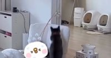 頭上でネコが遊び始めた結果…お昼寝中に起きた『ハプニング』に「どんくさくて可愛すぎ」「めっちゃお腹痛いｗ」と16万表示