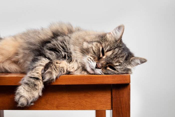 猫が『高齢期』に入ったら見直したいお世話4選　表れる変化や負担を減らしてあげるコツ