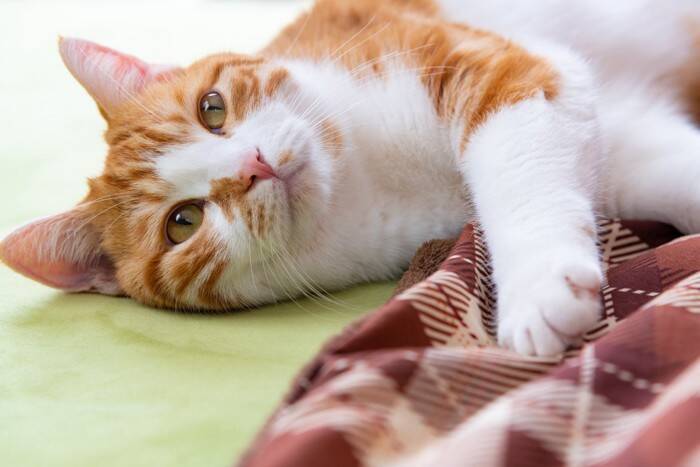 猫が『高齢期』に入ったら見直したいお世話4選　表れる変化や負担を減らしてあげるコツ