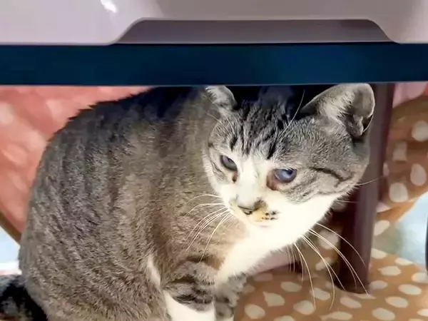 『コタツを愛してやまない猫』→片付けようとしたら、全然離れなくて…『微笑ましい展開』に反響「愛が強いね」「ハイになっちゃったｗ」