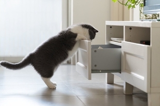 『頭のいい猫』が持っている4つの特徴　見られがちな行動から賢く育てるコツまで