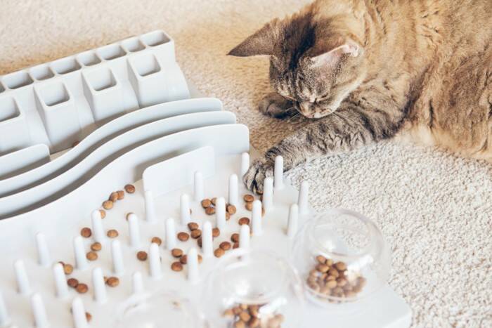 『頭のいい猫』が持っている4つの特徴　見られがちな行動から賢く育てるコツまで