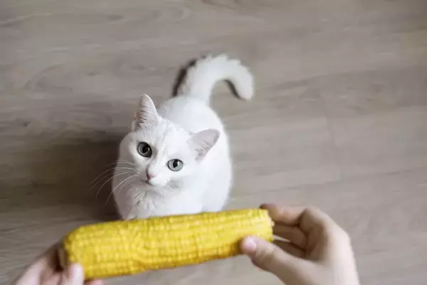 猫にとって危険な『夏野菜』８選　食べさせてはいけない理由や誤飲時に取るべき行動