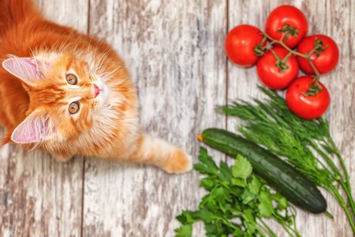 猫にとって危険な『夏野菜』８選　食べさせてはいけない理由や誤飲時に取るべき行動